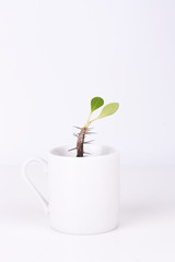 Green plant in white cup