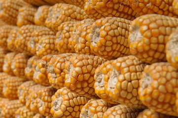 Stacked Dried Sweetcorn