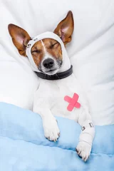 Crédence de cuisine en verre imprimé Chien fou Sick dog with bandages lying on bed