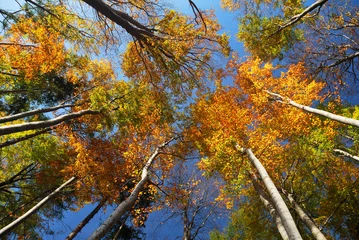 Foto op Plexiglas Colorful Autumn Tree Crowns © grondetphoto