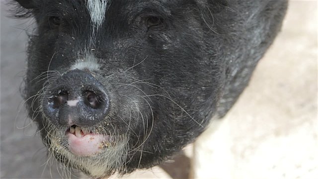 Pig