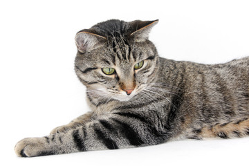 Fototapeta premium Cat on with backround