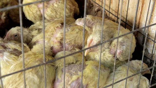Chickens