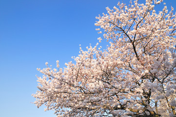 桜と青空