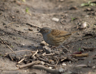 Sparrow
