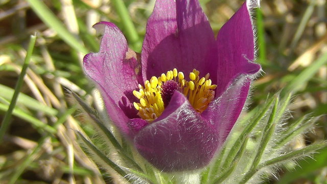 Gew&ouml;hnliche Kuhschelle - Pulsatilla vulgaris