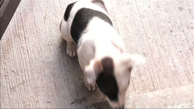 Puppy dog