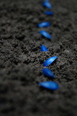 Seeds of sunflower