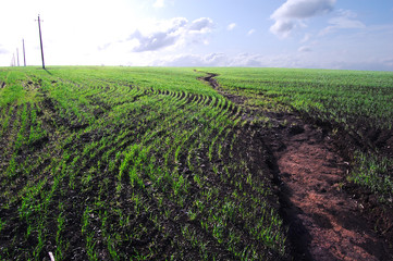 Vegetation of winter wheat and errosion of soil
