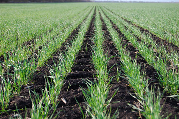 Vegetation of winter wheat