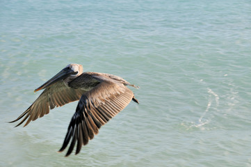 Fototapeta na wymiar Brown Pelican