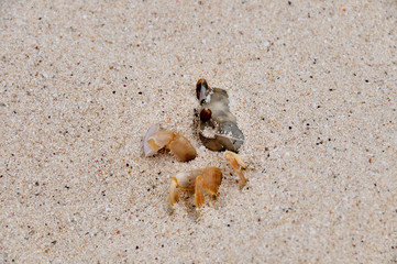 sand crab