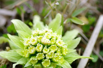 山菜(ふきのとう)