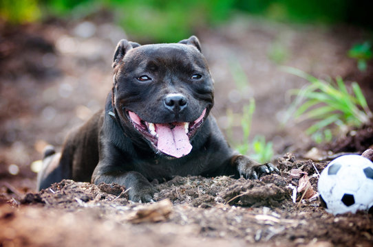 staffordshire bull terrier dog posing