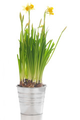 Daffodils on white background