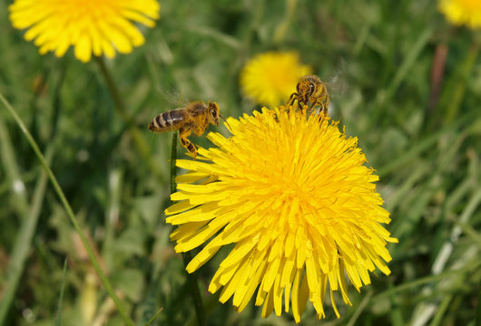 Bienen sammeln Nektar