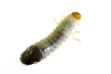 June Bug larvae