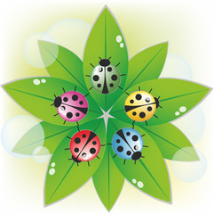 Fototapeta premium ladybug on green leaves