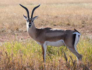 Grant Gazelle, Serengeti N.P.