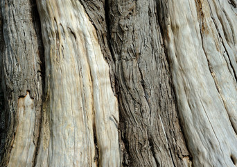 Very old weathered tree bark texture.