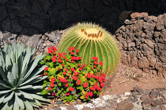 kentia-palme howea forsteriana Kentia Palme (Howea forsteriana) die Palme mit Oho! – Bloombox Club DE