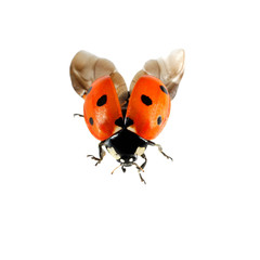 coccinelle