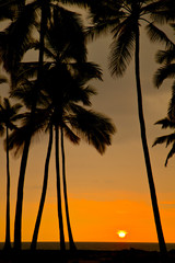 Fototapeta premium tropical sunset