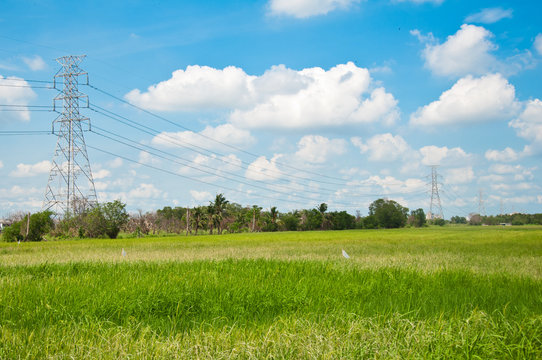 Electrical net of poles on blue sky and green rice field
