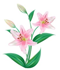 Obraz na płótnie Canvas Lilly Flower Isolated