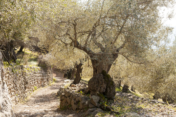 Alter Baum am Weg