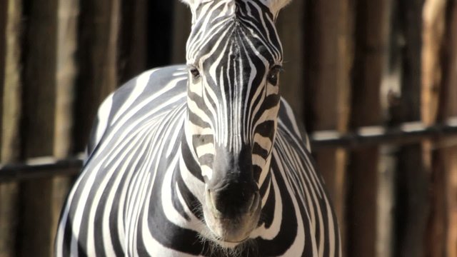 Zebra close up