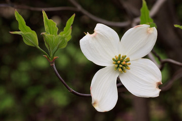 Naklejka premium fiore di Cornus Florida (Flowering Dogwood)
