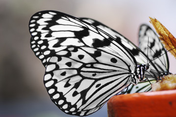 Obraz na płótnie Canvas Tree Nymph Butterfly
