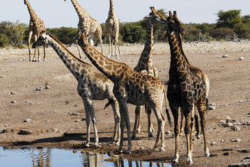 Giraffen beim Wasserloch