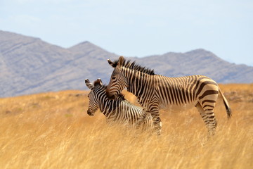Obraz premium beautiful zebras in dry savanna Namibia