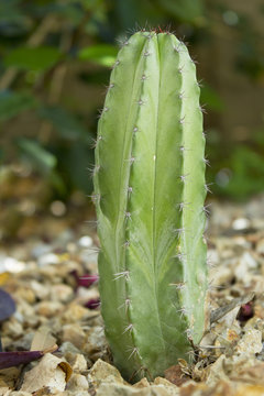 Mexican Polaskia Chichipe Cactus