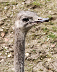 Emu Kopf