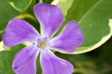 Purple Pinwheel Flower