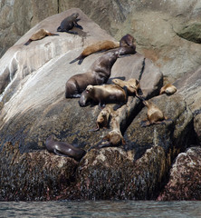 Stellar sea lions