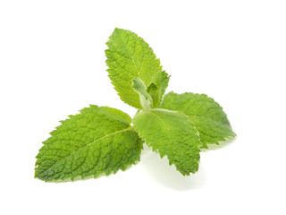 mint leaves