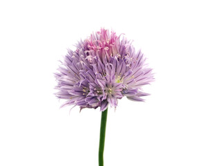 Naklejka premium Flowers of chives
