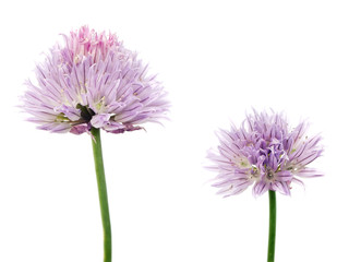 Flowers of chives