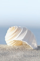 Sommer am Meer, Tonna Allium, Meeresschnecken, Strandgut © mahey