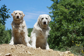 couple de golden retrievers assis de face