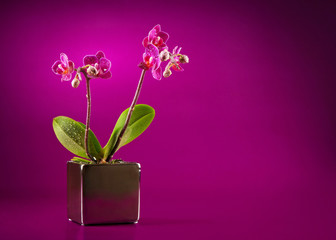 mini orchid on pink background