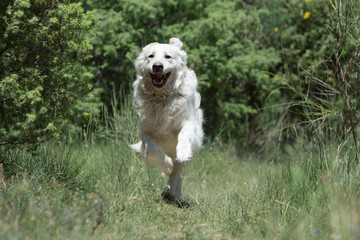 course de face pour le golden retriever