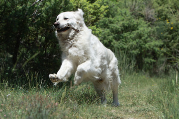 sauter avec un bout de bois dans la gueule - chien