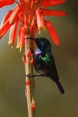 Palestine Sunbird (Nectarinia osea) male on aloe vera