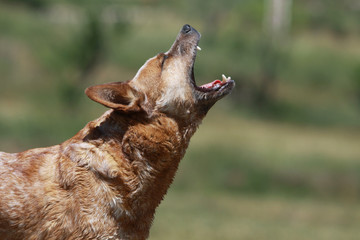 Fototapeta premium chien en train de hurler à la mort