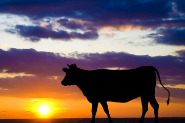 Silhouette of a cow